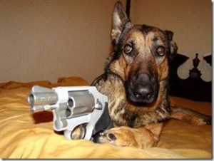 trigger-dog